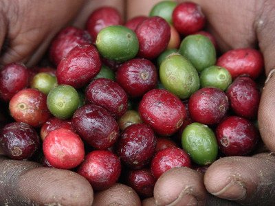 Exploring Uganda Robusta and Brazil Coffee: Key Differences Explained