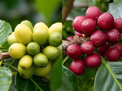 How to Choose a Reliable Green Coffee Supplier UK